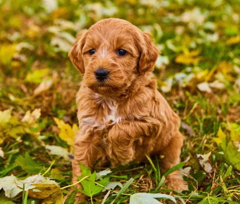 Cute,Brown,Goldendoodle,With,One,Paw,Up,In,Field,Of